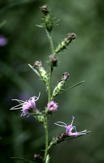 {Liatris hirsuta}